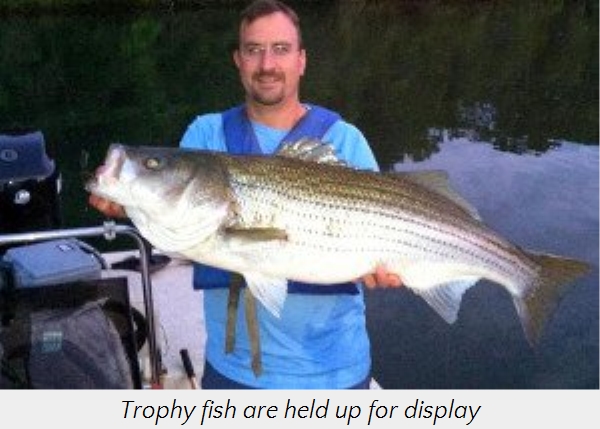 A trophy fish held up for display