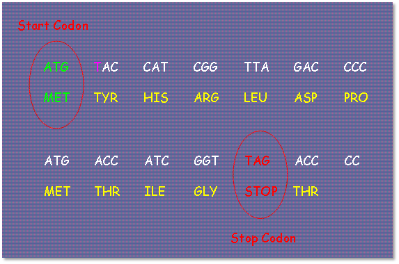 Start and Stop Codons