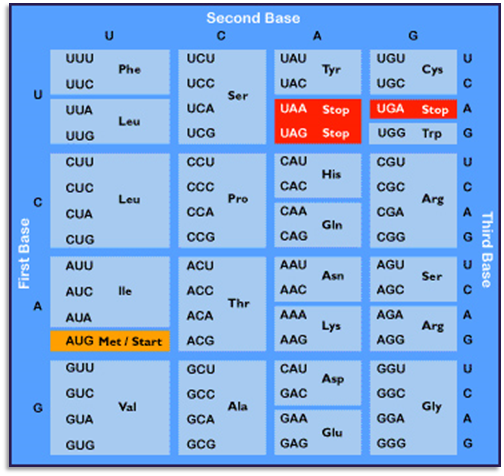 Stop Codon Similarities